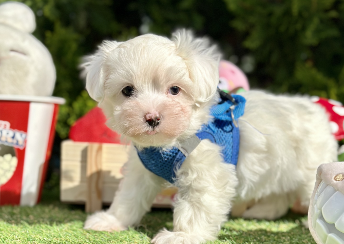 Maltese Terrier Kar Beyaz Pamuk Yavrularımız